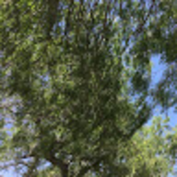 vannymarie930